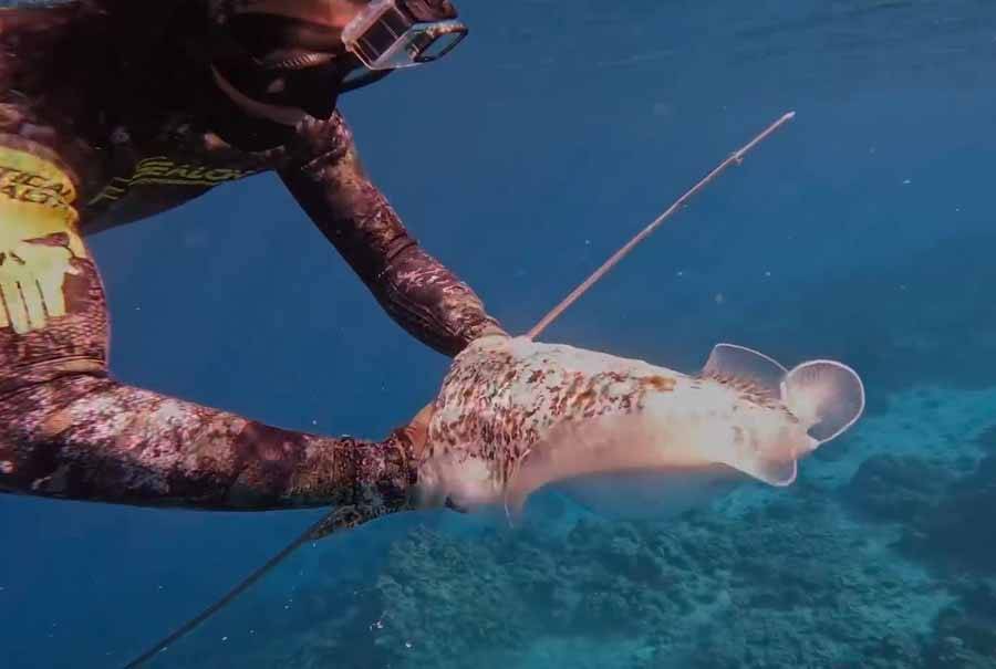 捕鱼纪录片《潜水捉乌贼》菲律宾一对父子专门以捕捉乌贼为生,他们靠