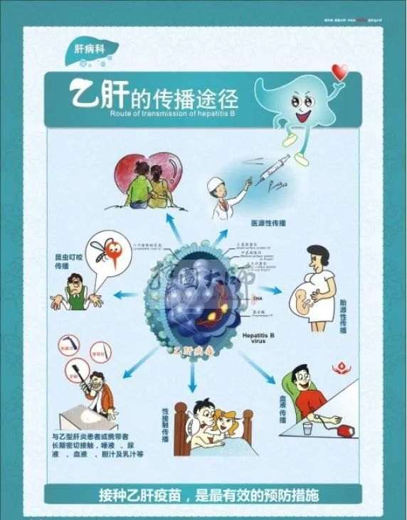 和乙肝病毒携带者吃饭会传染吗_传播_身体_抵抗力
