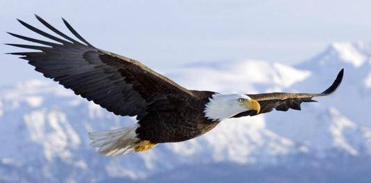 世界上有120多个国家确定了国鸟,为什么中国一直没有确定?