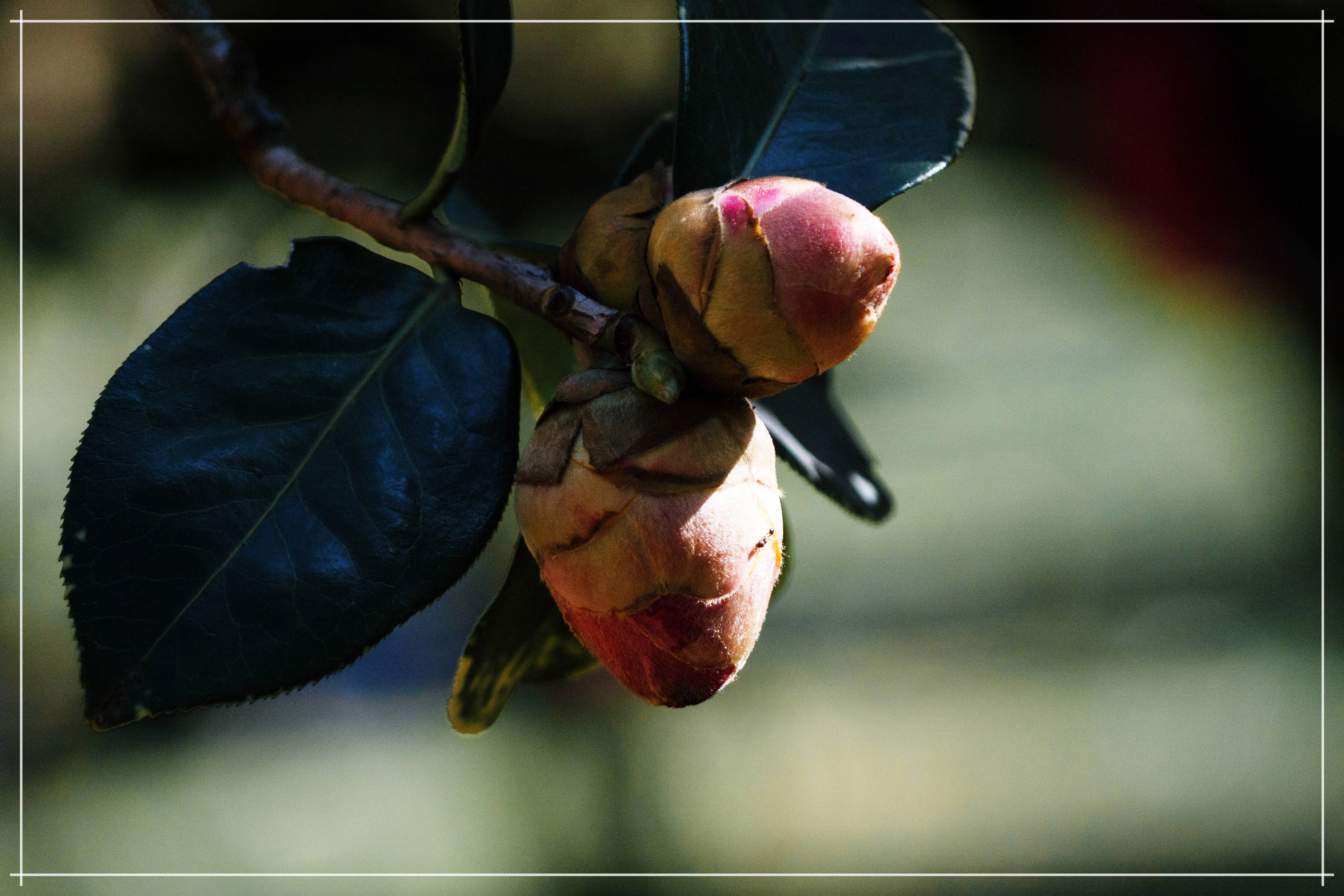 山茶花怒放_公园_花苞_照片