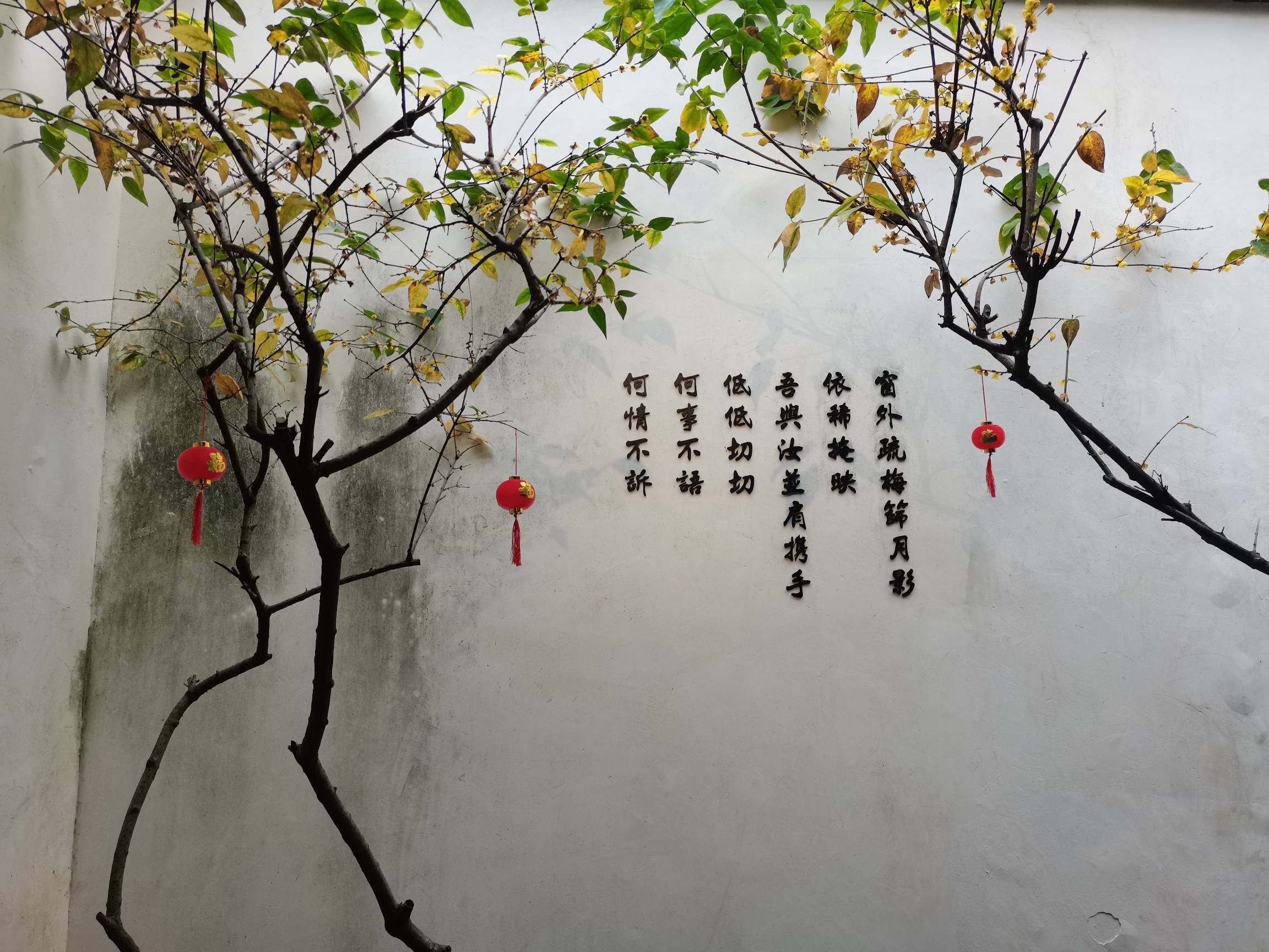 聂延力 菩提叶_菩提树_树叶_叶子