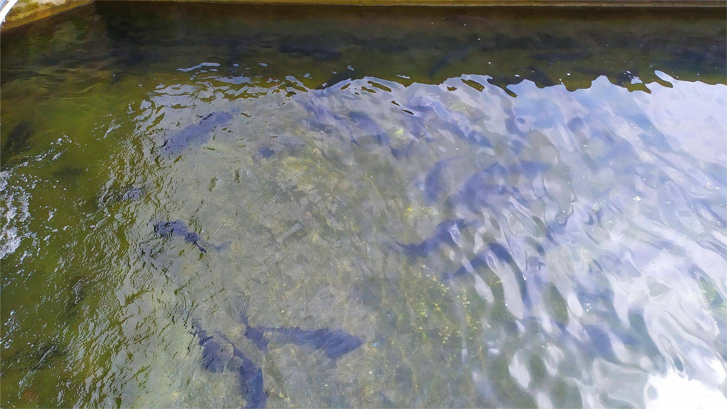 鱼塘解毒调水用什么药?高手给你建议