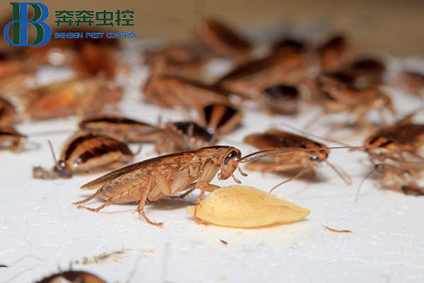 蟑螂怎么消灭干净彻底?上海虫控公司来告诉你!_防治_服务_危害