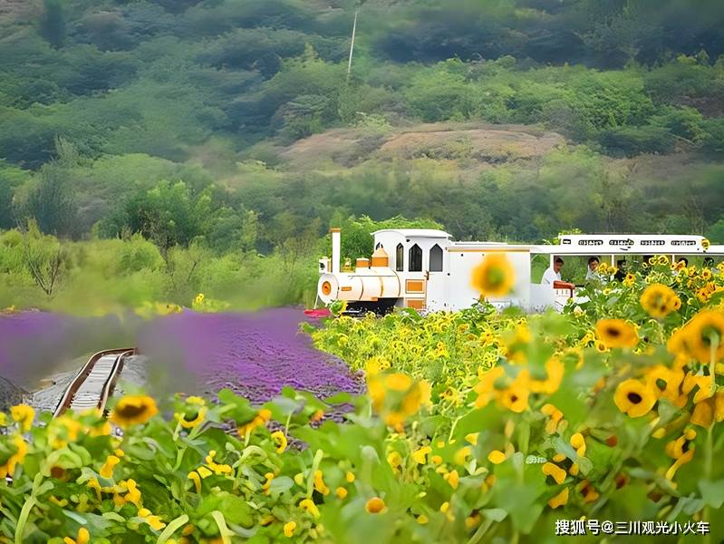 花海观光小火车,绚丽花海探秘之旅!_自然_三川_花朵