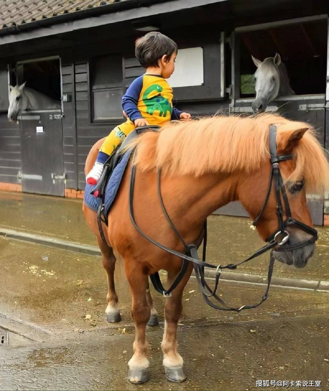 哈曼丹王储接手家族产业,爱情事业两不误,婚后所有细节都听谢克哈王妃