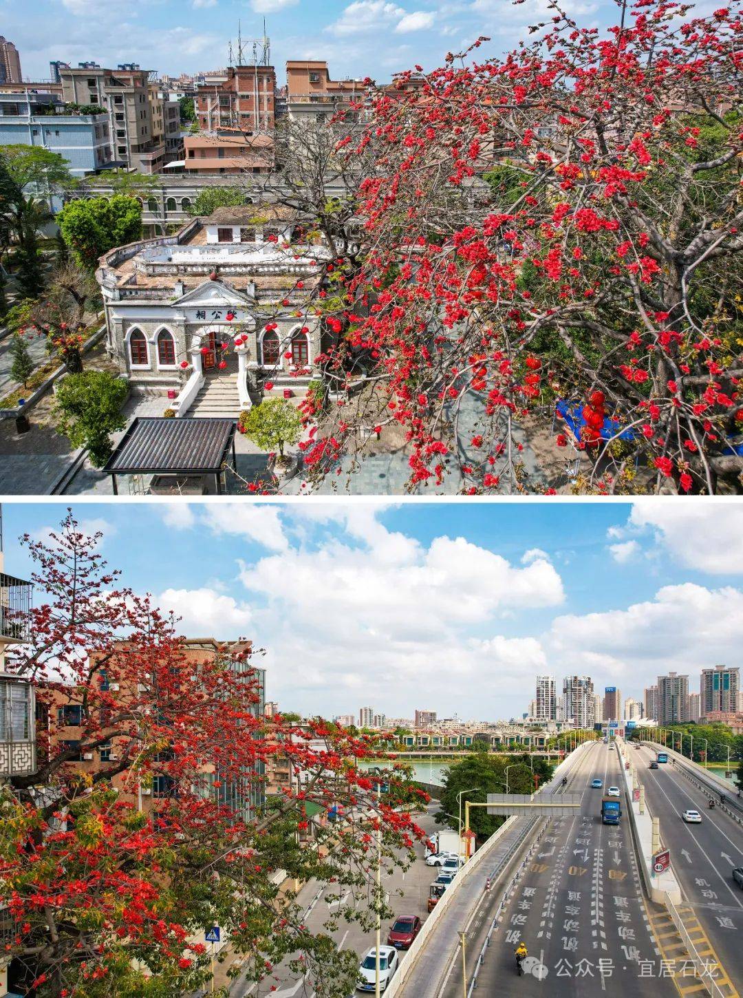 东莞的绝美花海开好了,还有花田里的集市逛_大岭山_摄影_地点