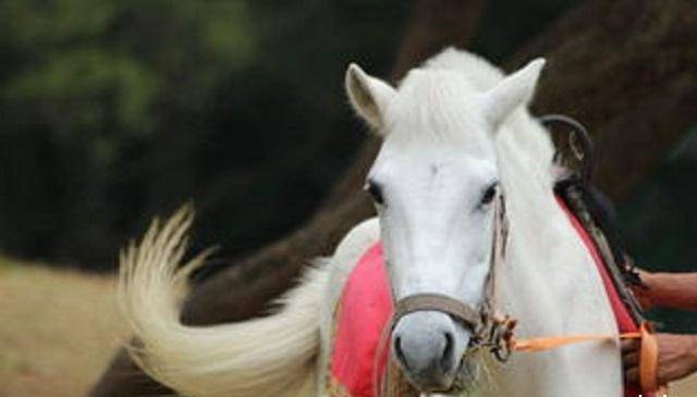 《西游记》中的"白龙马",晚年沦为"工具马",惨死马棚无依靠_杨洁_时候