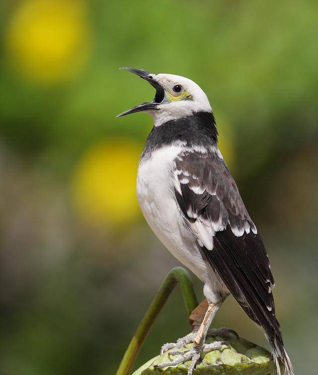 好心放生60只鸟,100年后每年给美国损失8亿美元:历史蝴蝶效应