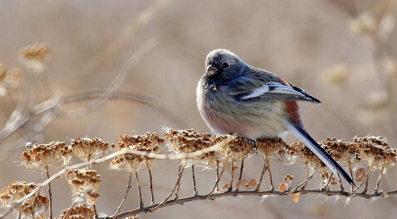 长尾雀※_sit-it_白色_山雀