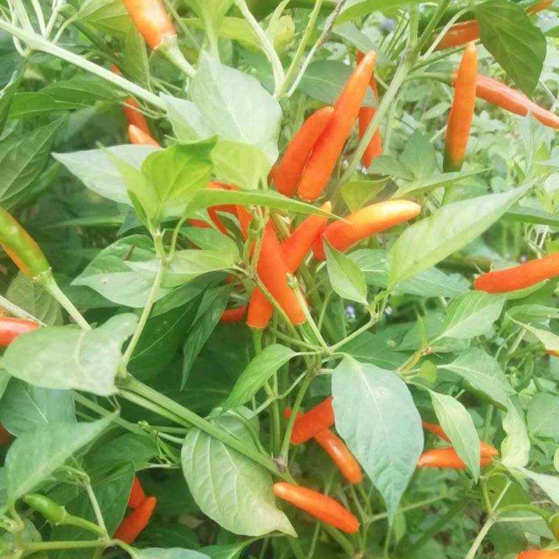 同乐大艳红朝天椒种子果大高产_种植_栽培_品种