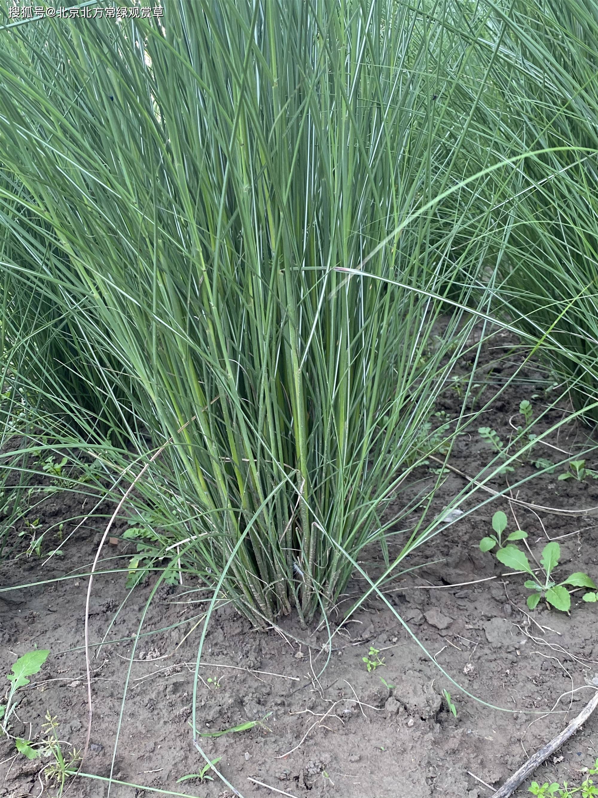 观赏草地苗退林