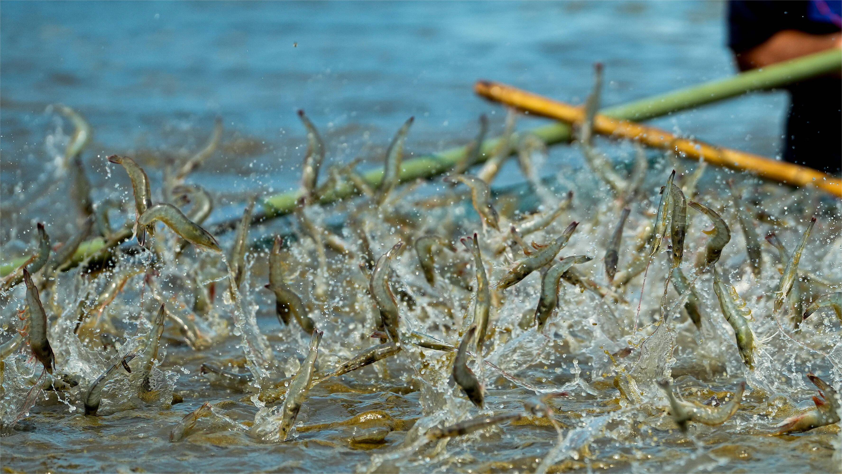 虾塘亚硝酸盐超标如何处理?速看!_含量_养殖_水体