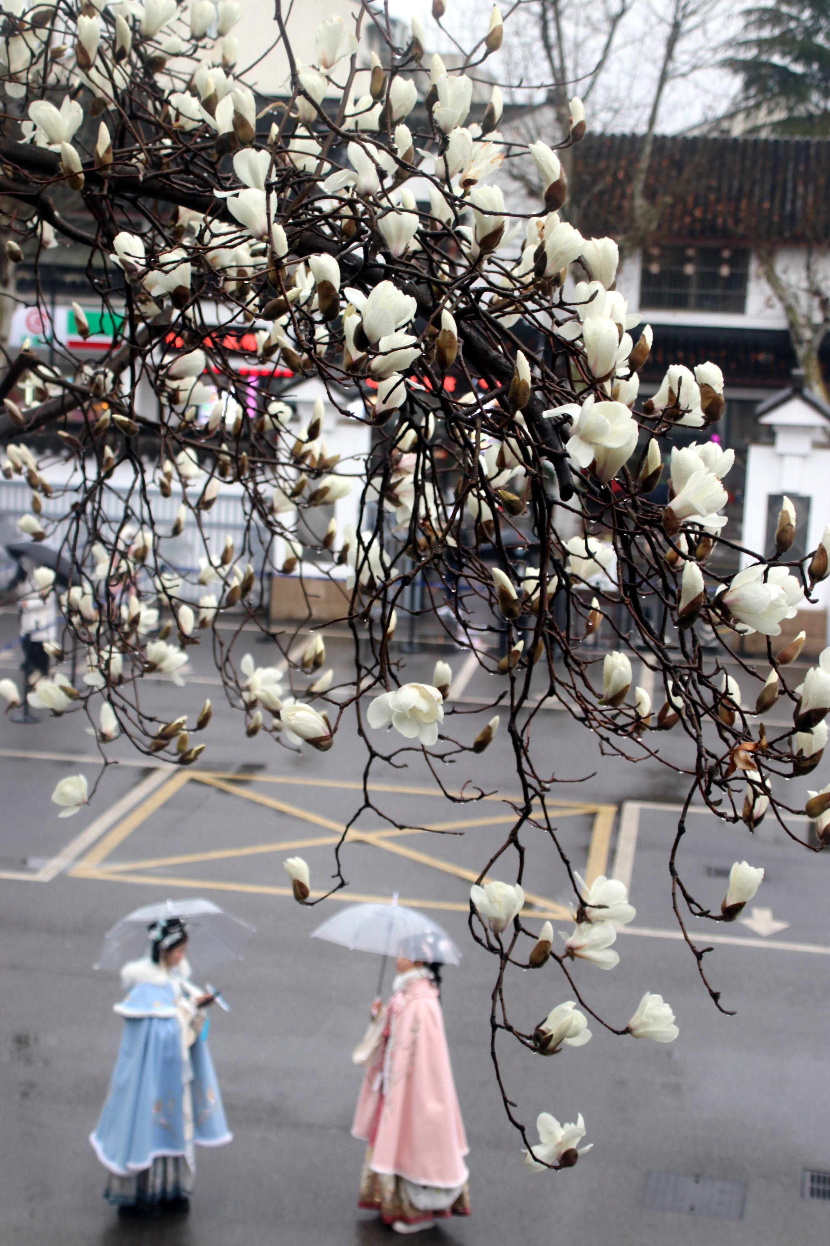 江苏苏州:狮子林玉兰花竞放吐艳_满枝_数枝_花蕾
