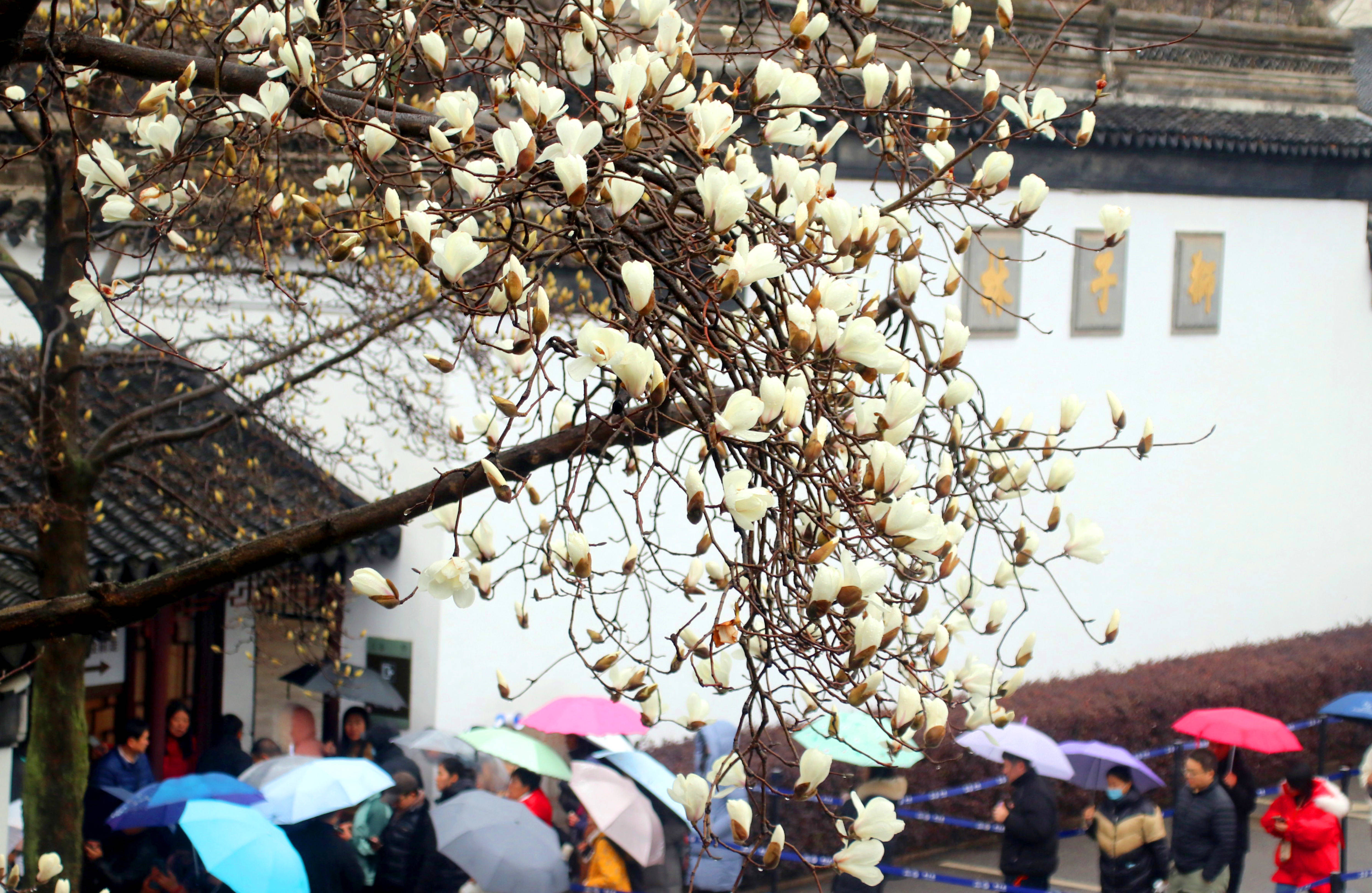 江苏苏州:狮子林玉兰花竞放吐艳_满枝_数枝_花蕾