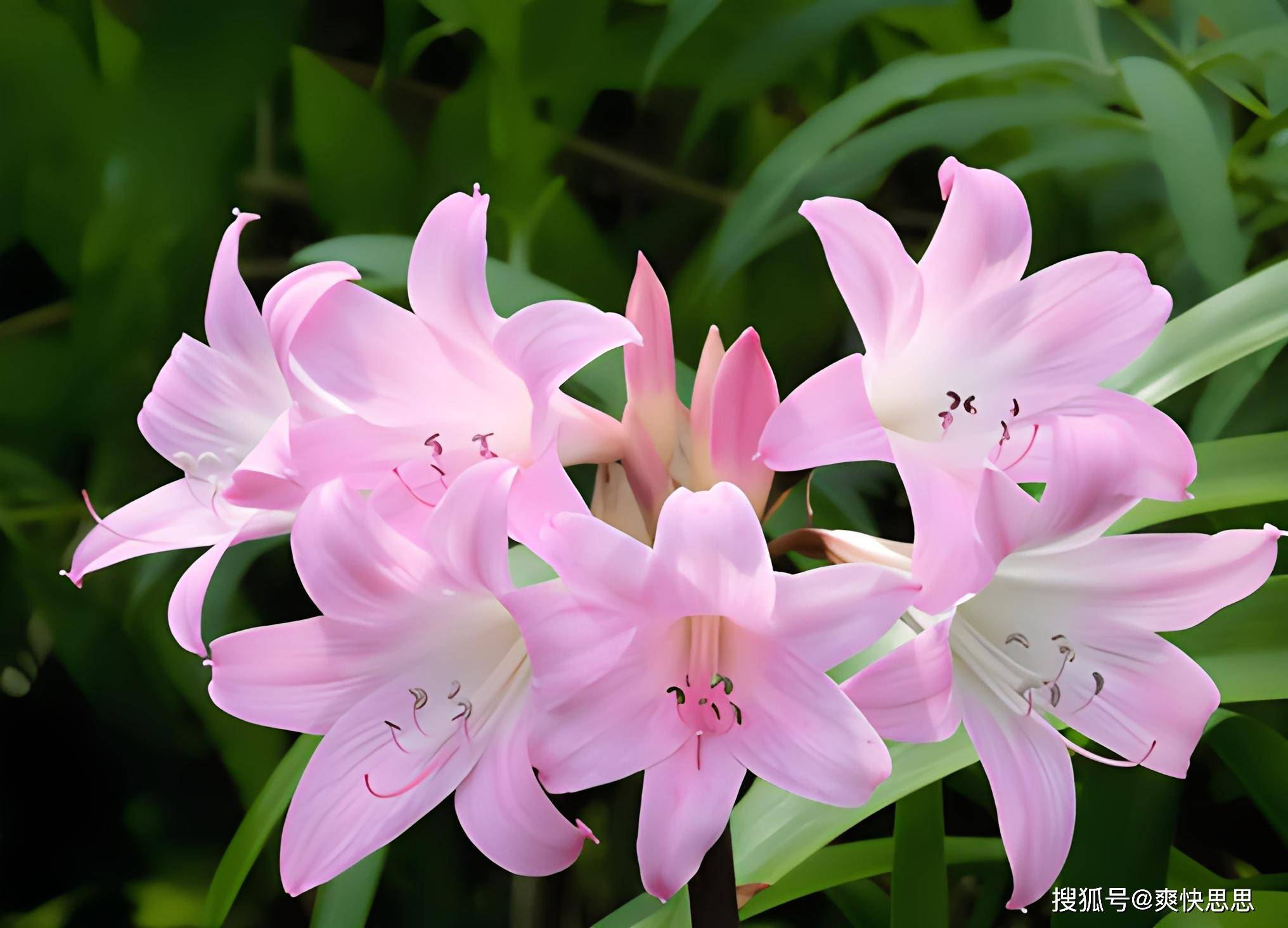 为啥百合花二次开花难度大 深入解析百合花的复花技术难点