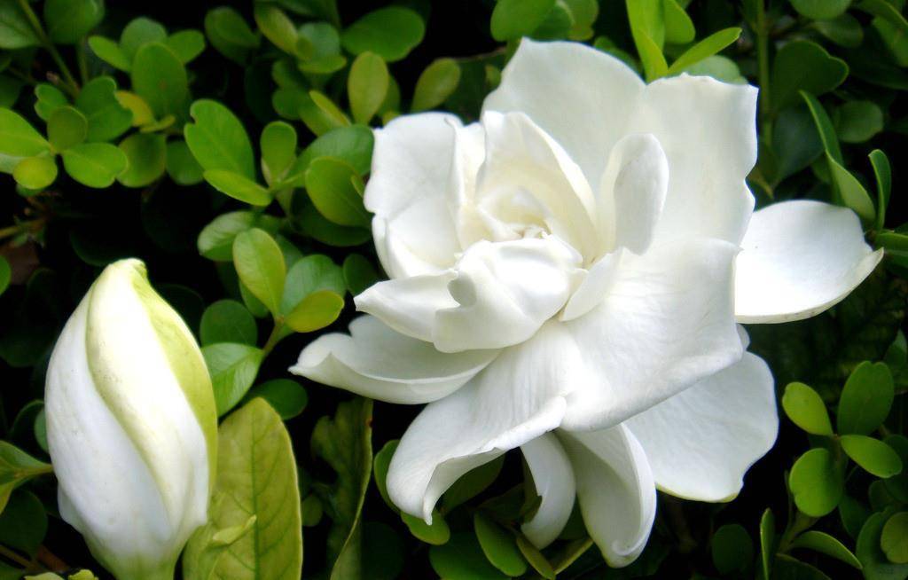 秀英:近亲结婚生下仨"猴娃",为照顾他们,50年没出村_孩子_生活_栀子花