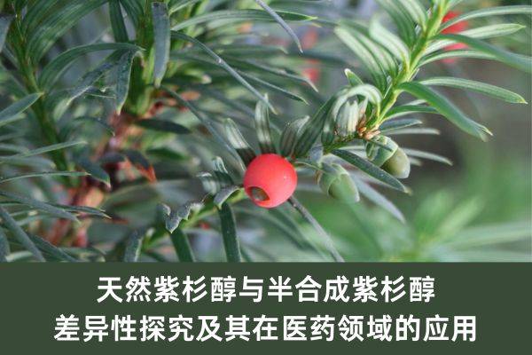 天然紫杉醇与半合成紫杉醇差异性探究及其在医药领域的应用