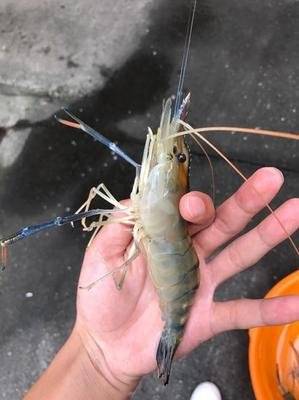 人工养殖罗氏虾淡水罗氏虾是一种杂食性的虾类,它们