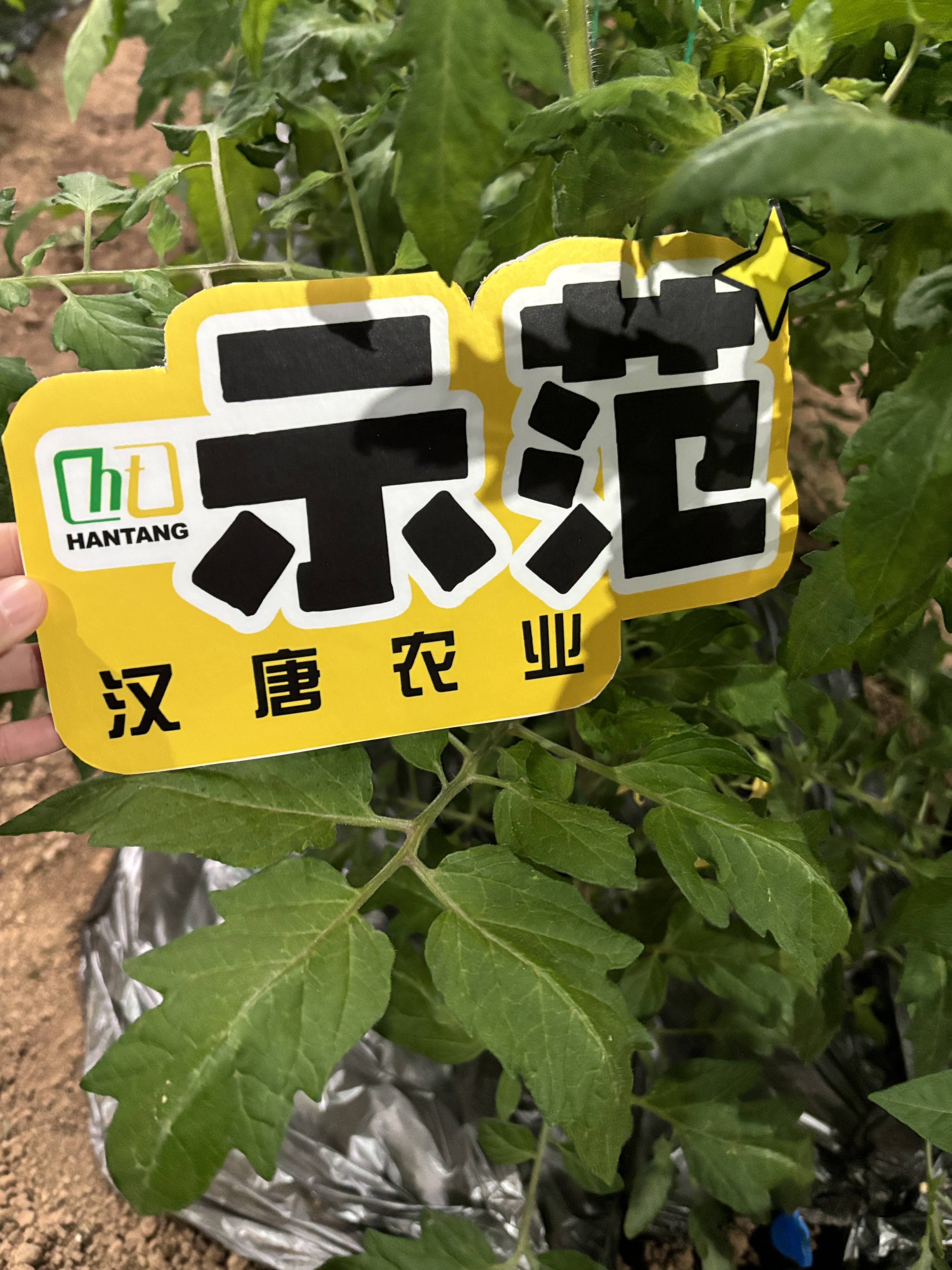 汉唐示范田 | 肥料效果好,番茄丰收在眼前