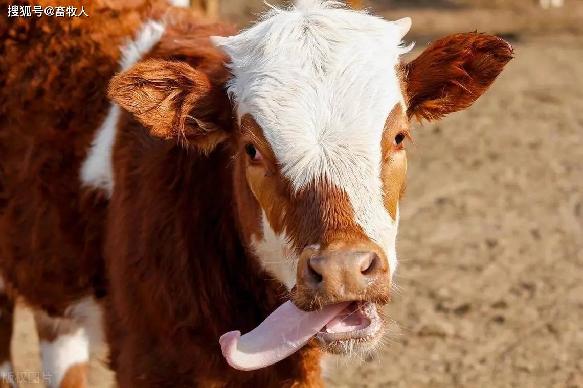 牛爱玩舌头的原因及其防范措施