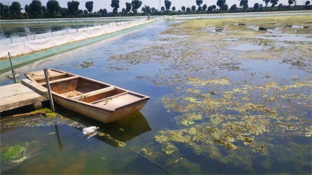 下雨天螃蟹塘能肥水吗蟹塘肥水可以用复合肥吗答案都在这里了