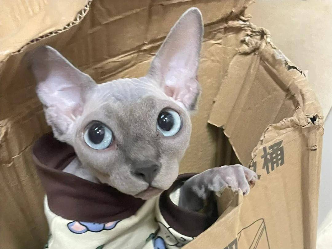 普安特兽药科普:原来迷人的斯芬克斯无毛猫不是埃及佬!_皮肤_身体_主