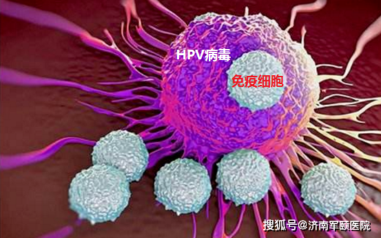 尖锐湿疣怎么引起的呢?hpv感染是导致该疾病出现的主要原因_生活_女性