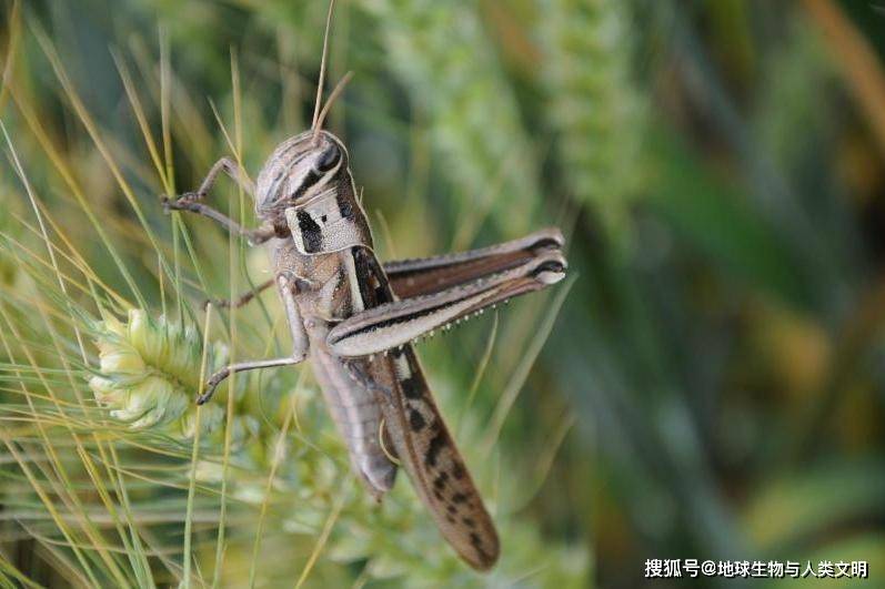 原创动物界全系列剑角蝗科佛蝗亚科