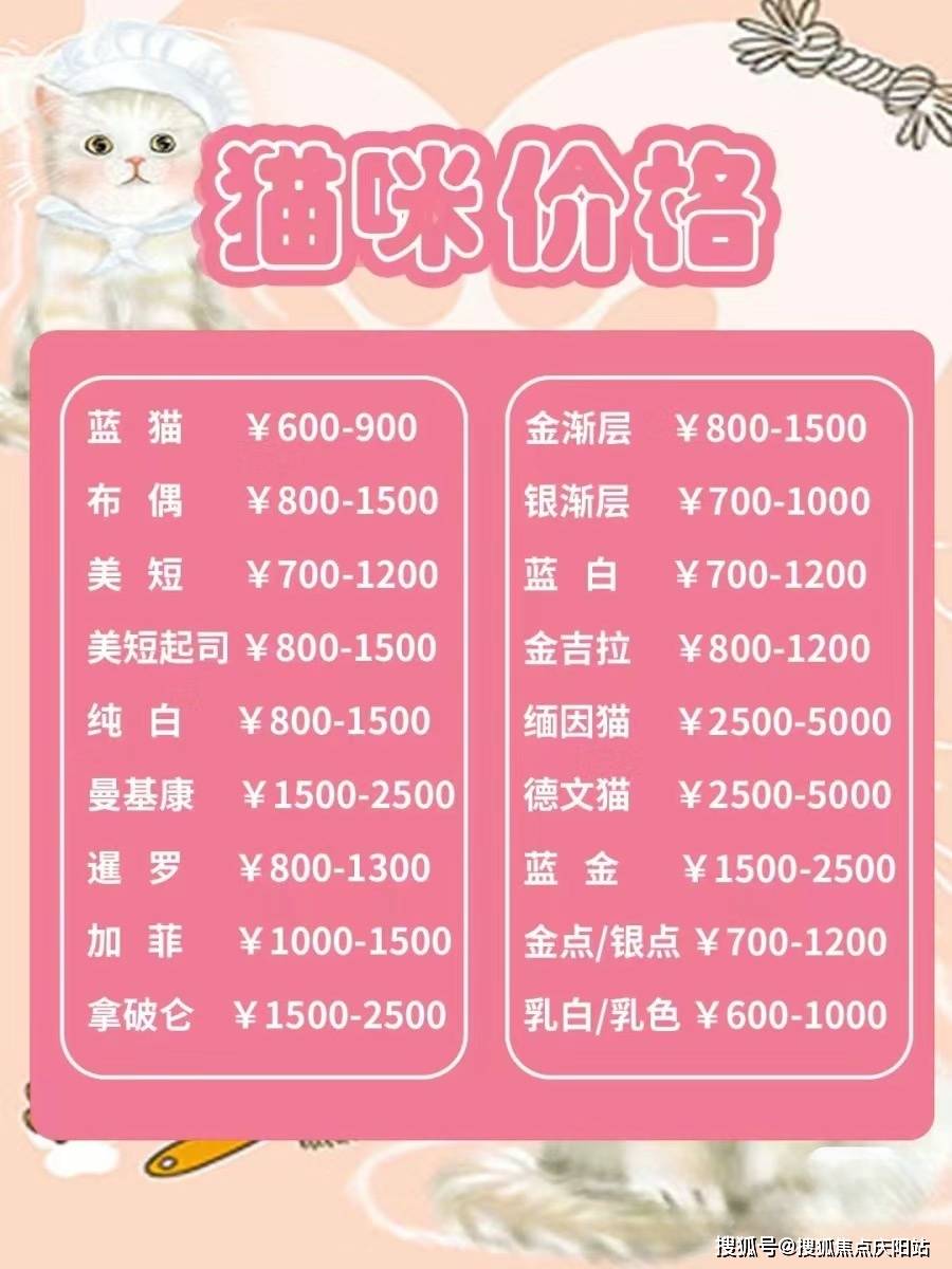 深圳买博美狗去哪里买比较好,深圳买博美这里安全可靠