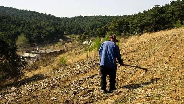 就听"咔嚓"一声,明显感觉有什么东西被挥出的锄头砸瘪了;老人好奇