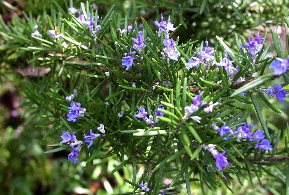 护肤小知识:迷迭香提取物在护肤品中起什么作用呢?_肌肤_清爽_成分