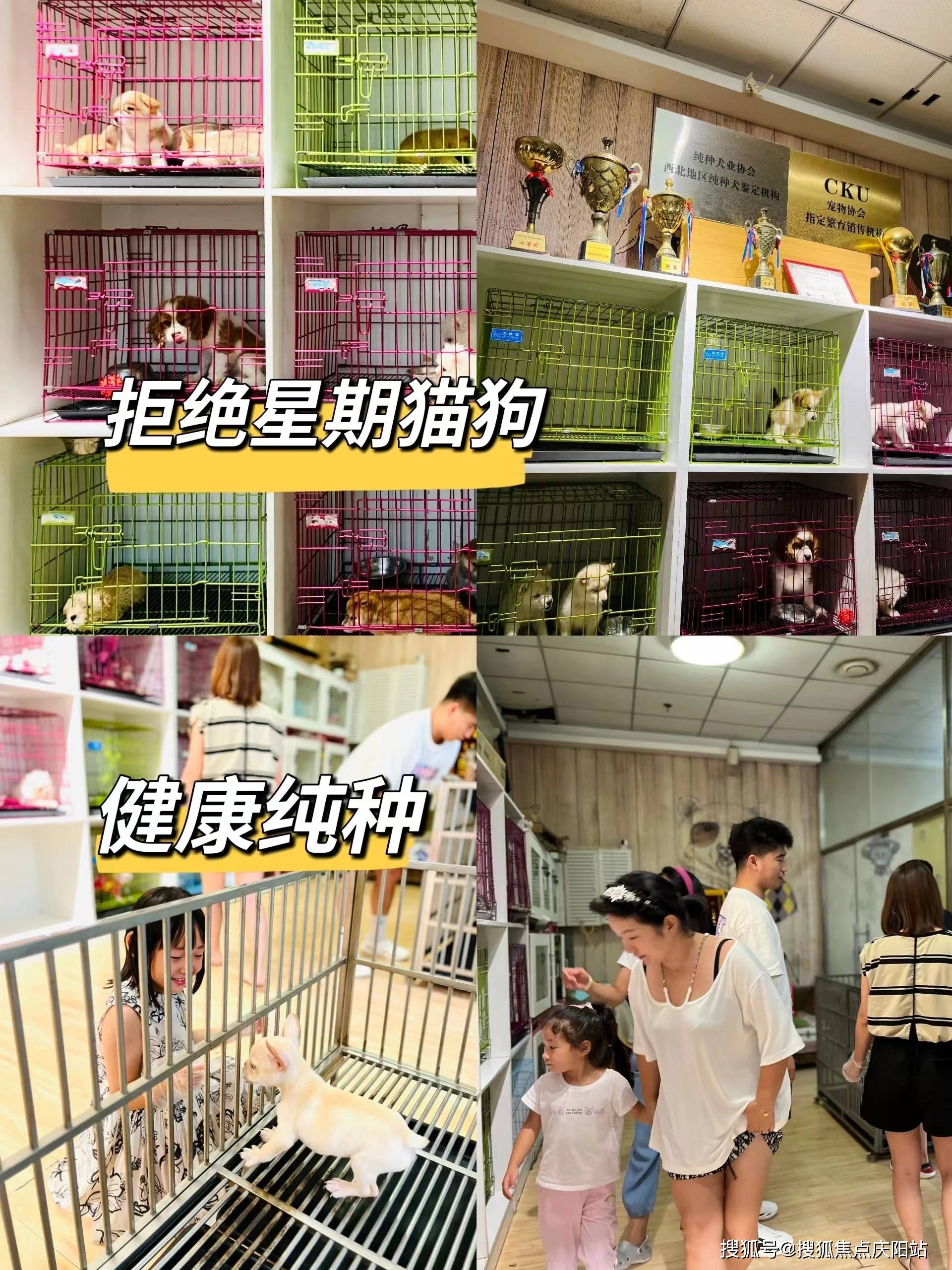 博美,还是威武雄壮的中型犬金毛,拉布拉多,或是高贵优雅的猫咪英短