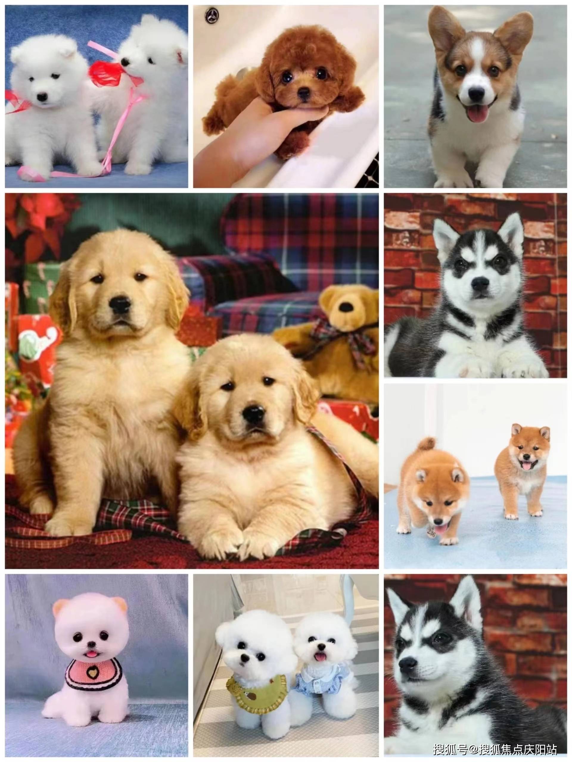 西安金毛多少钱一只这里买宠物放心还能去实体店挑选宠物哦