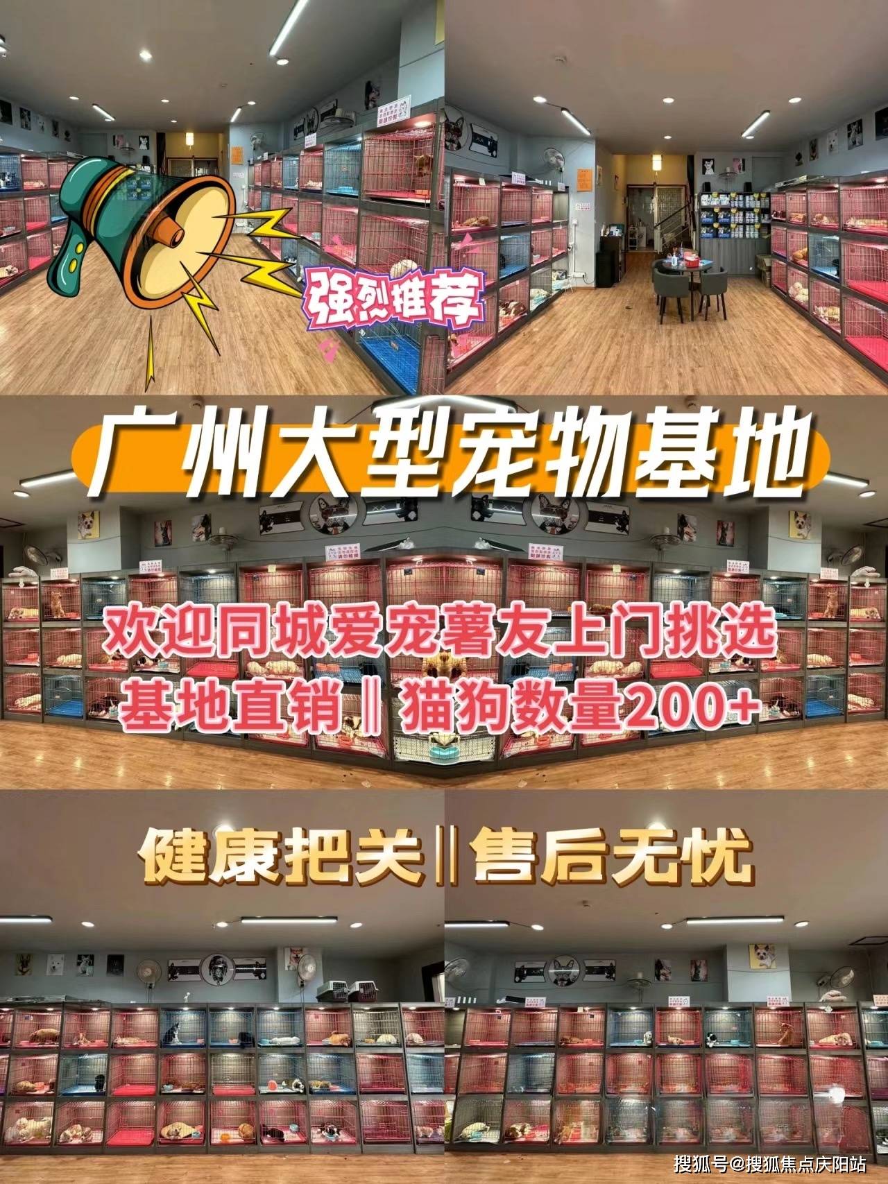 广州萨摩耶犬多少钱一只广州买萨摩耶犬这里安全可靠可实体店挑选宠物