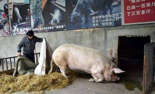 原创汶川地震被掩埋36天被挖出来仍活着的猪坚强现状怎样