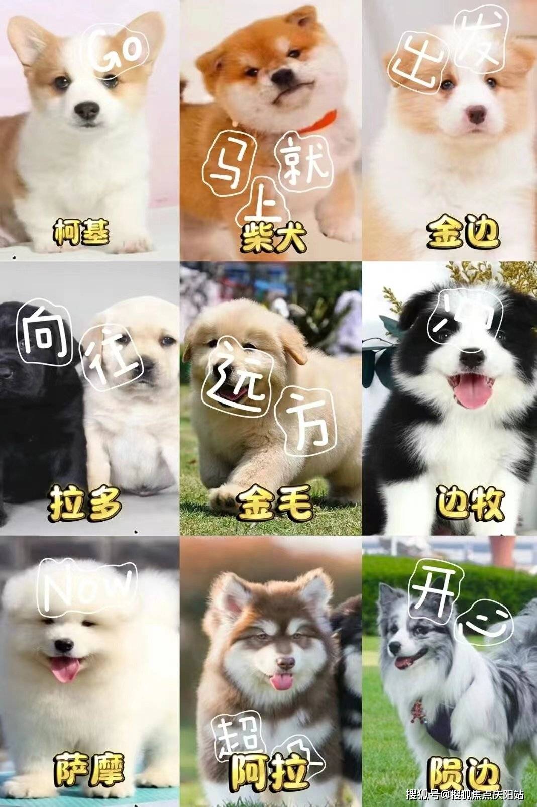 西安博美狗狗多少钱一只西安买博美幼犬这里安全可靠可实体店挑选宠物