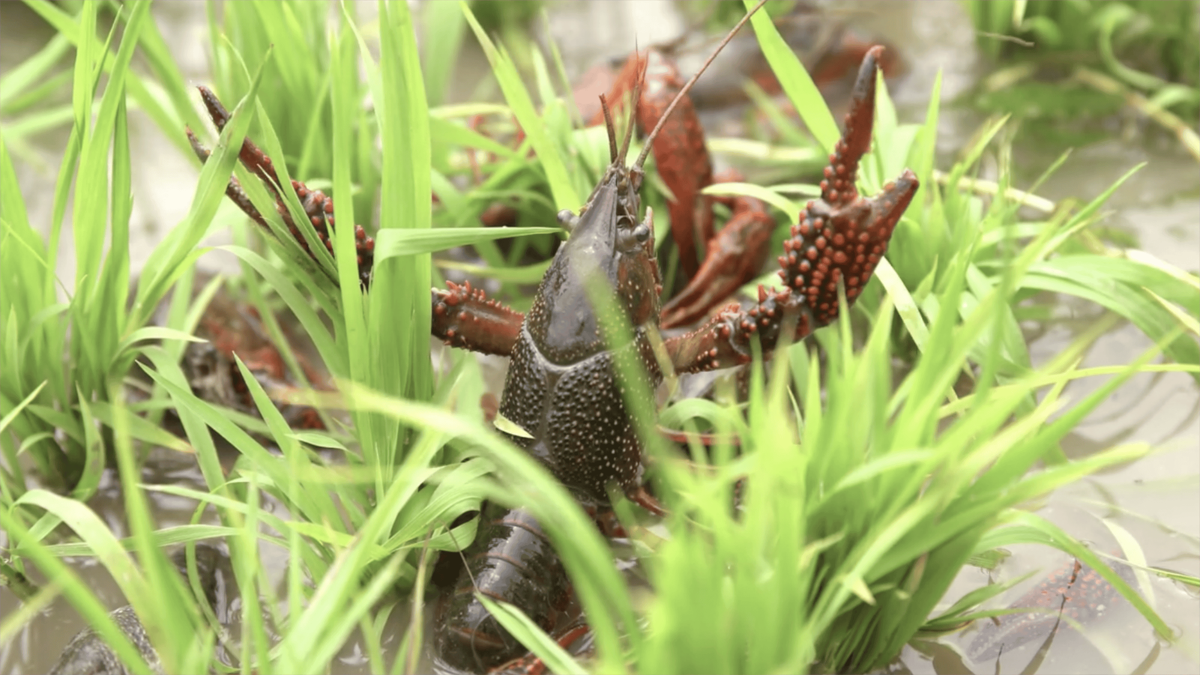 小龙虾养殖春季肥水怎么做小龙虾塘怎样肥水正确方法在这