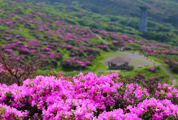 贵州毕节百里杜鹃赏花时间推荐,贵州百里杜鹃景点事项攻略,2024全新