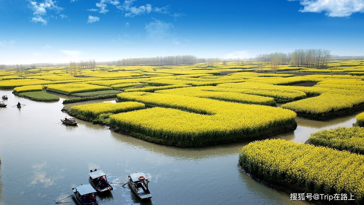 美得上了央视的油菜花海,惊艳了全球_兴化_景区_历史