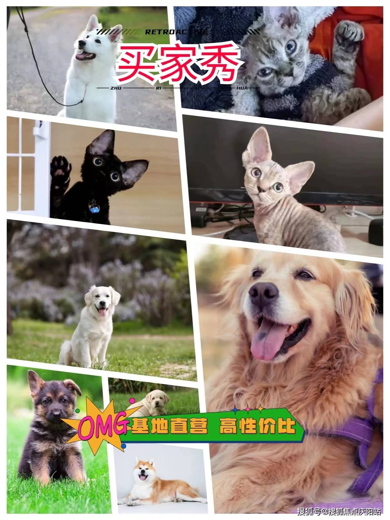 宁波买金毛犬首页网站丨哪里可以买到金毛犬宁波哪里可以买到金毛犬丨