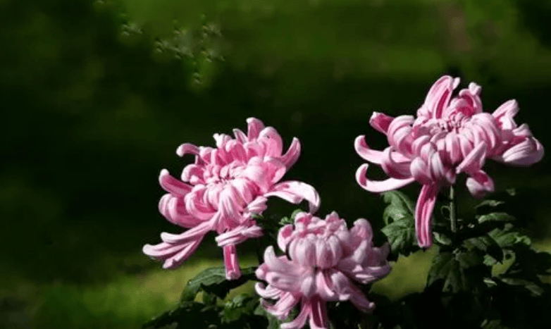 菊花白粉病症状和防治