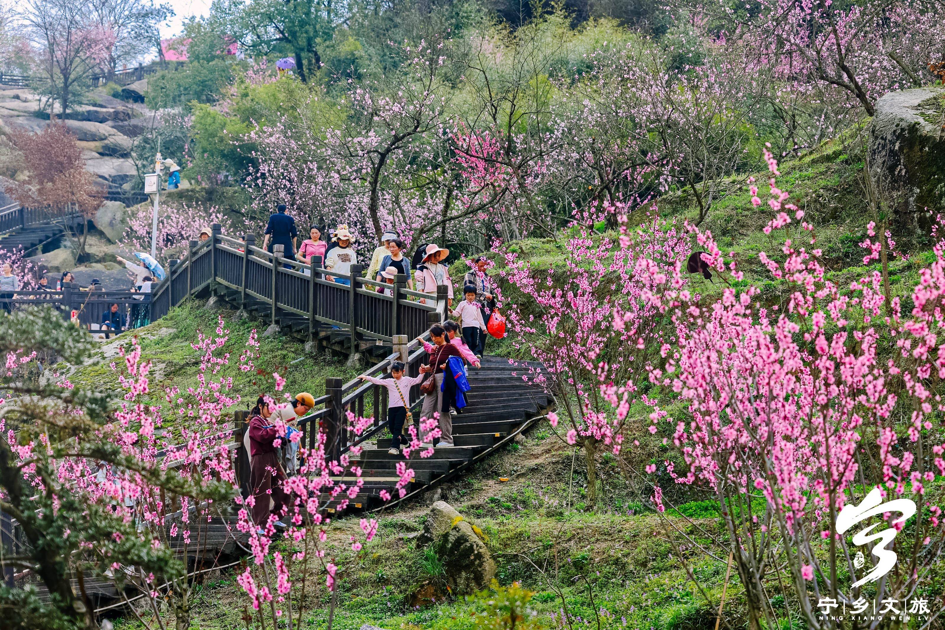 与宁相约桃你欢心——宁乡灰汤第十三届桃花节拉开帷幕