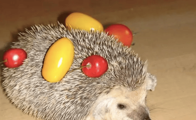 原创刺猬也会有天敌吃刺猬像吃辣条看看它们是如何猎杀刺猬的