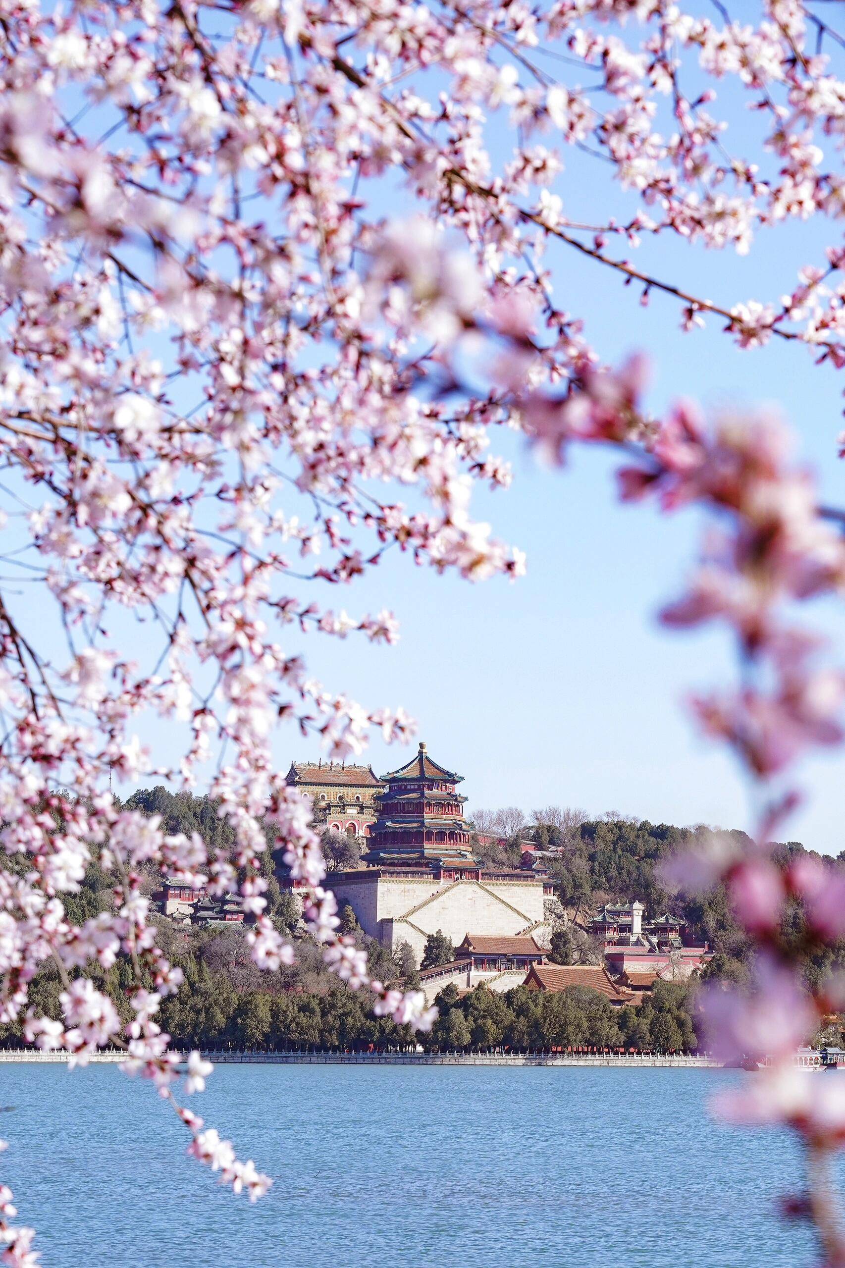 春日限定!京城的玉兰花开好了