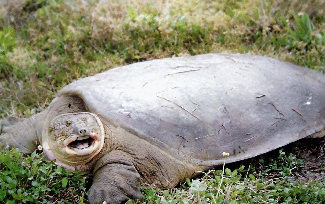 原创2003年河南老农钓到一只乌龟背上插4支箭估值超过18亿