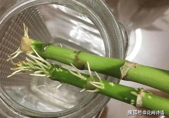 花儿不长根5种自制生根水生根壮苗不烂根简单实用又方便