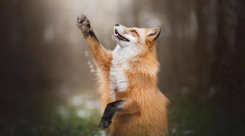 二战时期美军曾策划对日心理战五千狐仙闹东京