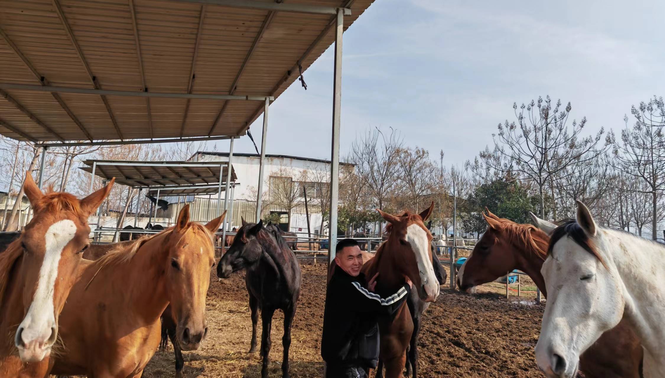 郑州航空港区洧川镇马产业拉动菜经济