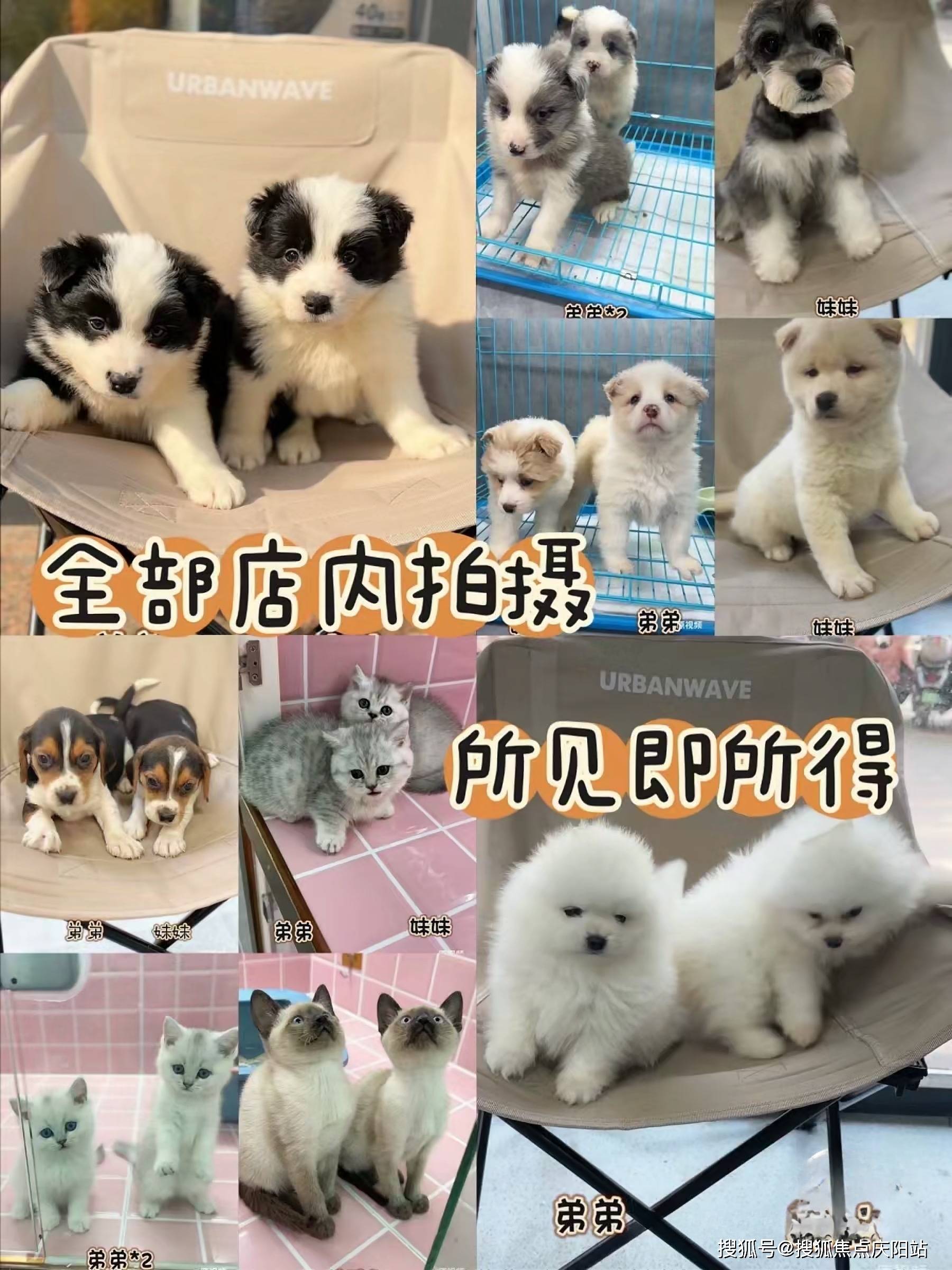 无锡买博美幼犬首页网站无锡博美幼犬多少钱一只丨无锡博美幼犬多少钱