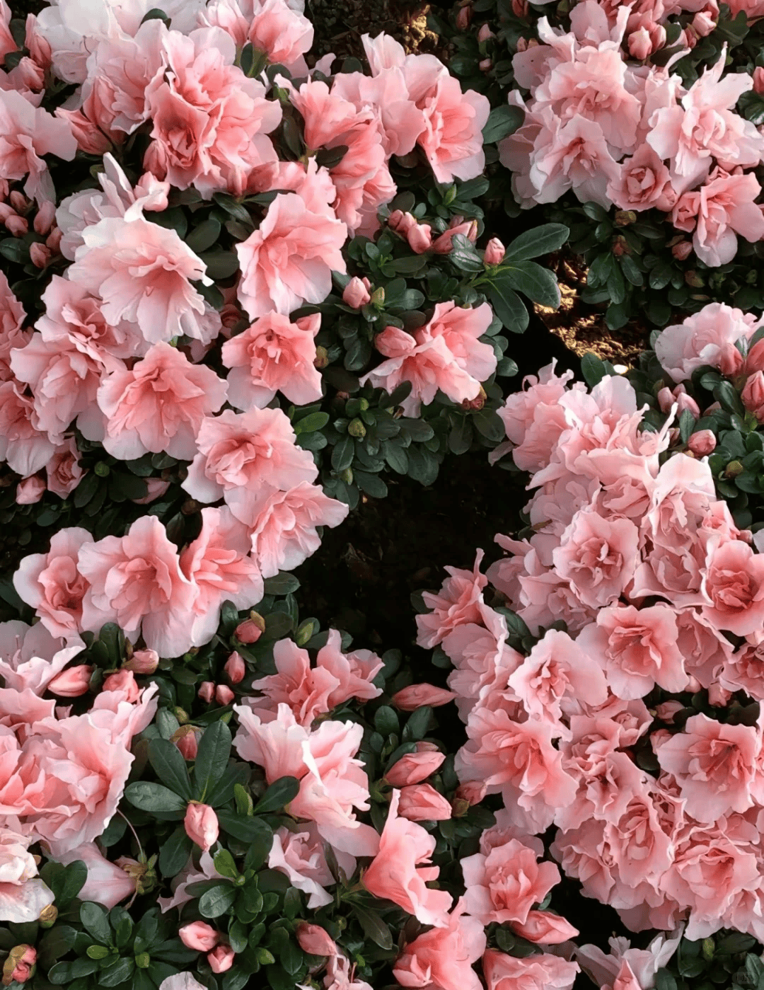 黔南布依族苗族自治州:李花如雪,梨花胜玉.